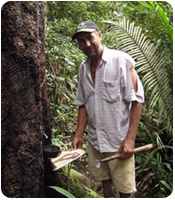 Extraction de l'arbre hévéa