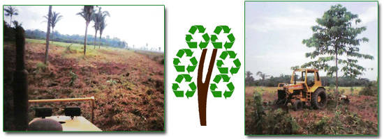 Le Projet Curupira : reforestation en Amazonie Le Projet Curupira : reforestation en Amazonie