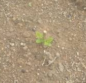 Le Projet Curupira : reforestation en Amazonie Le Projet Curupira : reforestation en Amazonie