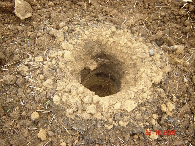 Le Projet Curupira : reforestation en Amazonie Le Projet Curupira : reforestation en Amazonie